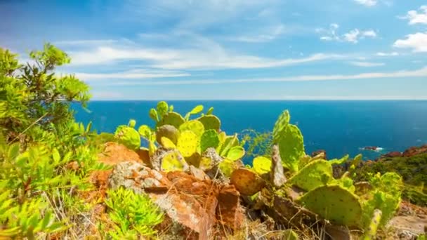 Středozemní moře a kaktus, 4k time-lapse s jeřábem — Stock video