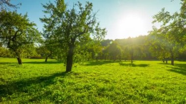 Elma bahçesi sonbaharda 4k panoramik hızlandırılmış