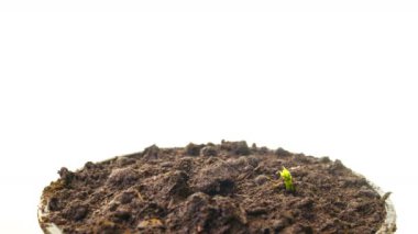 Büyüyen bezelye filizlenir, 4 k hızlandırılmış