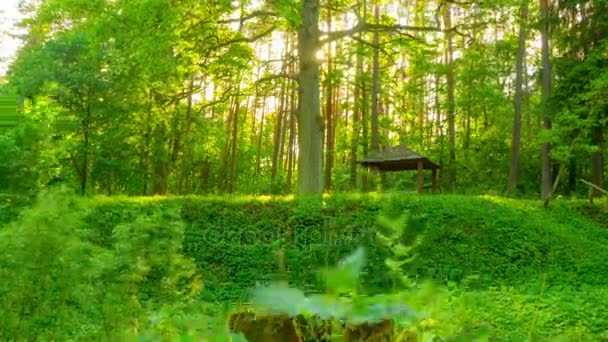 Wiosną lasu, strzał z dźwigiem, 4k time-lapse — Wideo stockowe