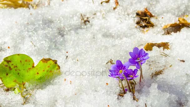 Таяние снега и весенних цветов, время истечения 4K — стоковое видео