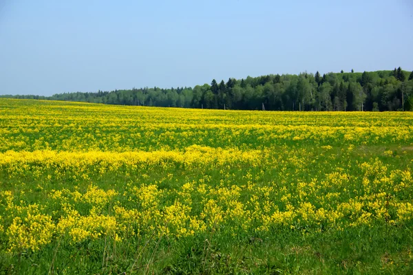 Spring field. Yellow flowers. — Stock Photo, Image