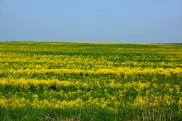 Spring field. Yellow flowers. — Stock Photo, Image