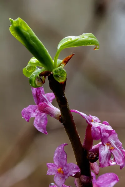 Primavera. Fiore della foresta. Spurge . — Foto Stock