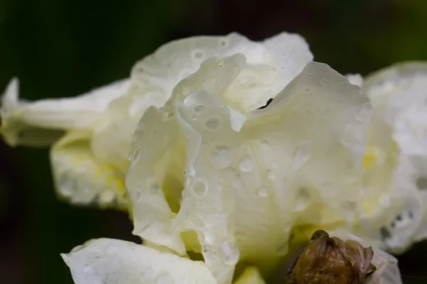 Des gouttes. Pétales de fleurs . — Photo