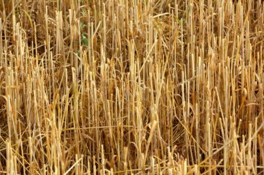 Sonbahar. Eğimli alan. 