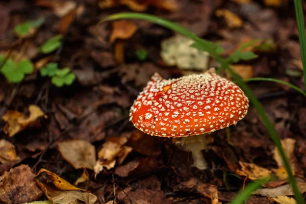 비행 거리 agaric입니다. 숲의 버섯. — 스톡 사진