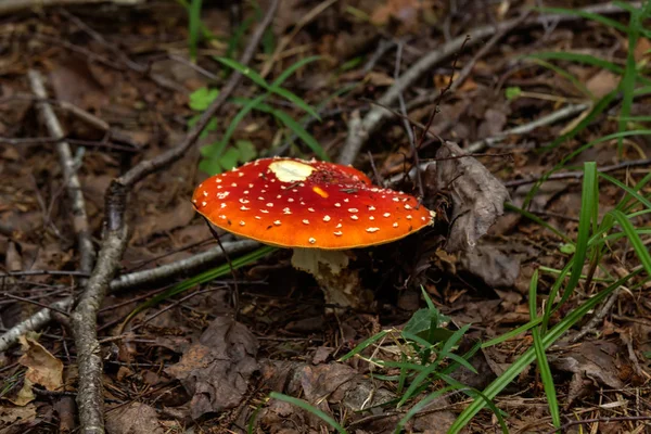 비행 거리 agaric입니다. 숲의 버섯. — 스톡 사진