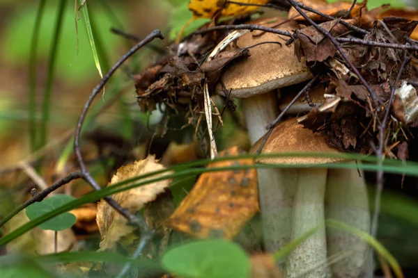 Берёзовый гриб. Лесогриб . — стоковое фото