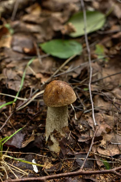 Берёзовый гриб. Лесогриб . — стоковое фото