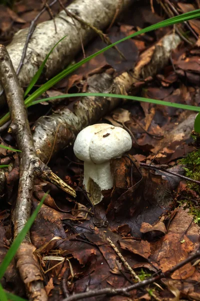 Cogumelo Aspen. Cogumelo florestal . — Fotografia de Stock
