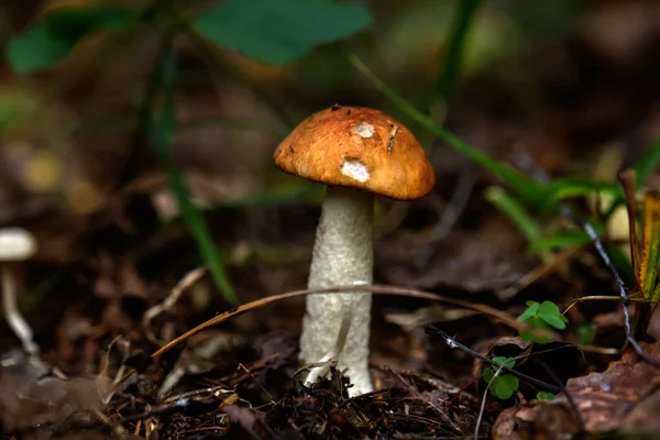 Аспен гриб. Лісових грибів. — стокове фото