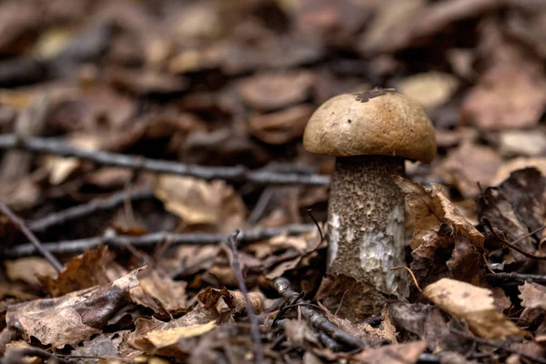Cogumelo Aspen. Cogumelo florestal . — Fotografia de Stock