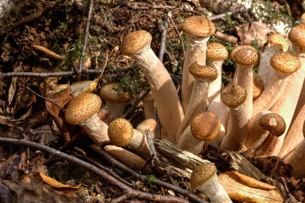 蜂蜜木耳。森林蘑菇. 图库照片