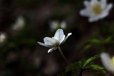 Orman çiçek. Anemon çiçeği. 