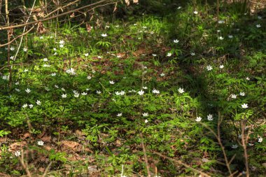 Orman çiçek. Anemon çiçeği. 