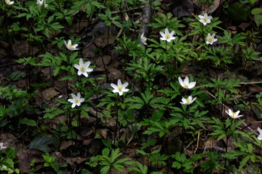 Orman çiçek. Anemon çiçeği. 