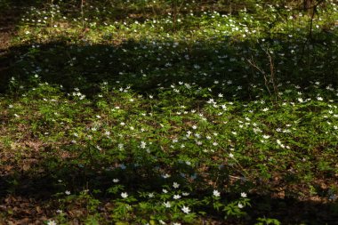 Orman çiçek. Anemon çiçeği. 