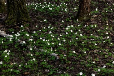 Orman çiçek. Anemon çiçeği. 