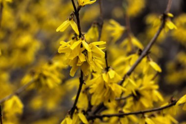 Hor çiçeği. Sarı çiçek. 