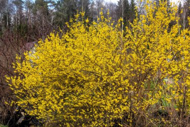 Hor çiçeği. Sarı çiçek. 