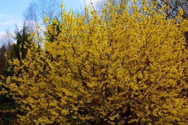 Hor çiçeği. Sarı çiçek. 