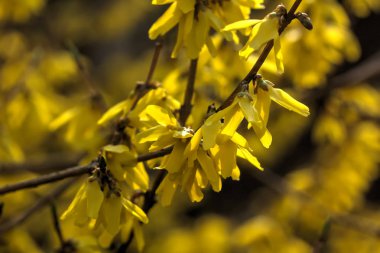 Hor çiçeği. Sarı çiçek. 