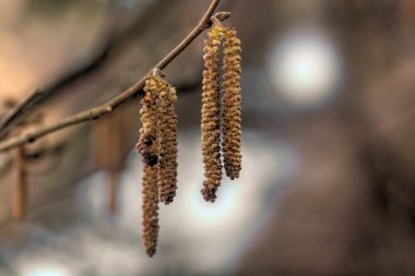 Hazel çiçekler. Bahar. 