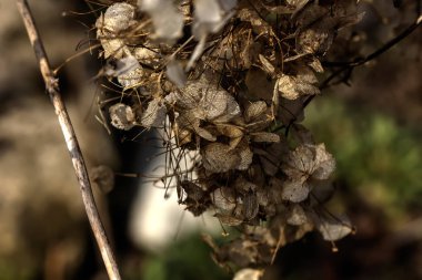 Ortanca. Kuru çiçekler. 