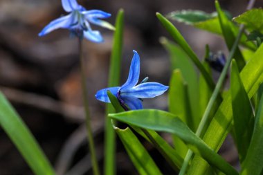 Squill. Bahar çiçek. 