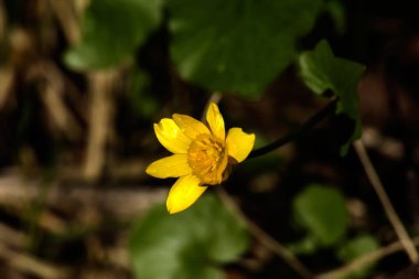 Pilewort. Bahar çiçek. 