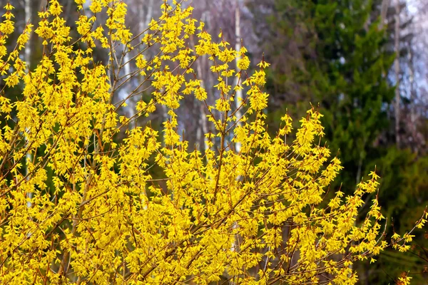 Forsycja. Żółte kwiaty. — Zdjęcie stockowe