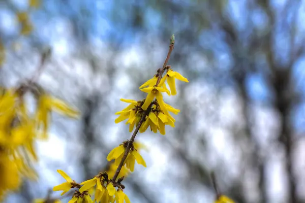 Forsythia. Fleurs jaunes . — Photo
