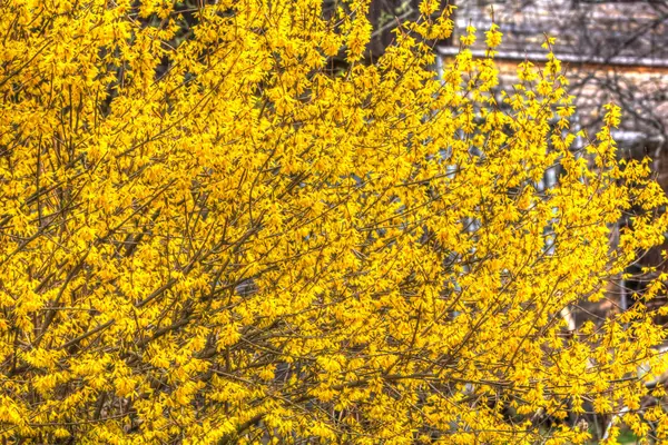 Forsycja. Żółte kwiaty. — Zdjęcie stockowe