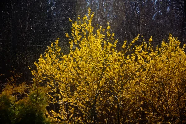 Forsythia. Flores amarillas . — Foto de Stock