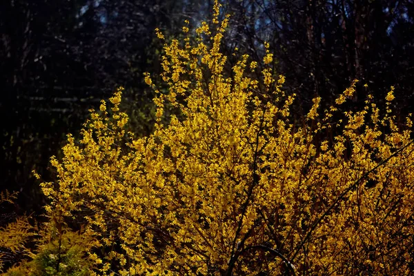 Zlatice. Žluté květy. — Stock fotografie