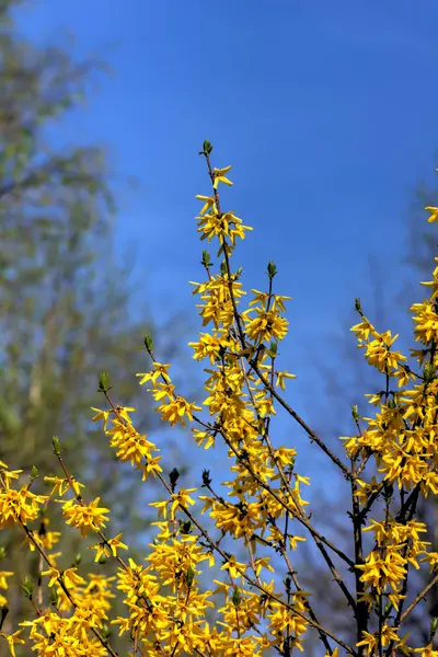 개나리입니다. 노란색 꽃. — 스톡 사진