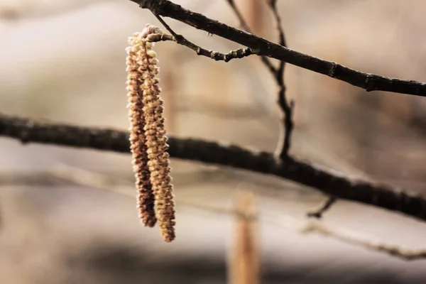 Květiny hazel. Jaro. — Stock fotografie