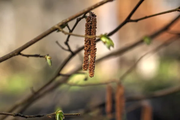 Hazel çiçekler. Bahar. — Stok fotoğraf