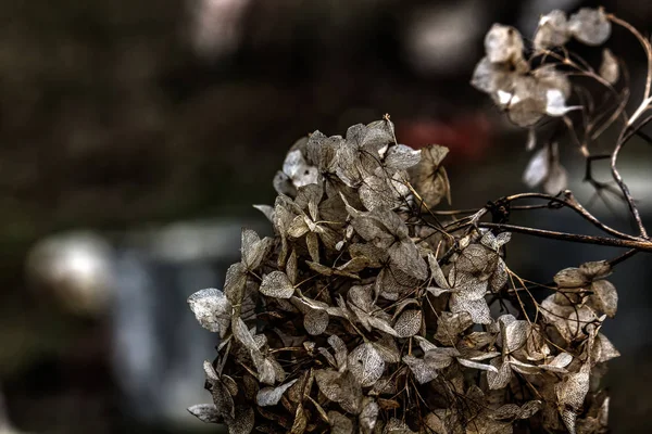 L'hortensia. Fleurs séchées . — Photo