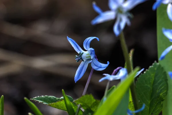 Squill. Bahar çiçek. — Stok fotoğraf