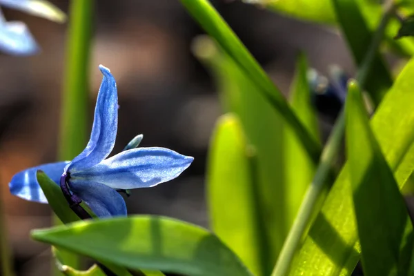 Squill. Bahar çiçek. — Stok fotoğraf