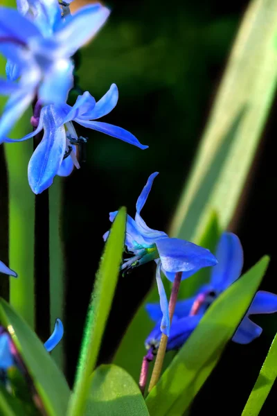 Squill. Bahar çiçek. — Stok fotoğraf