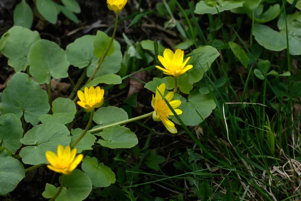 Pilewort. Tavaszi virág. — Stock Fotó