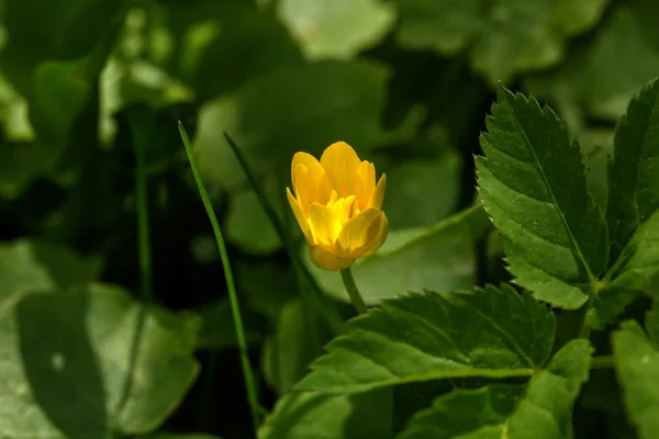 Pilewort. Tavaszi virág. — Stock Fotó