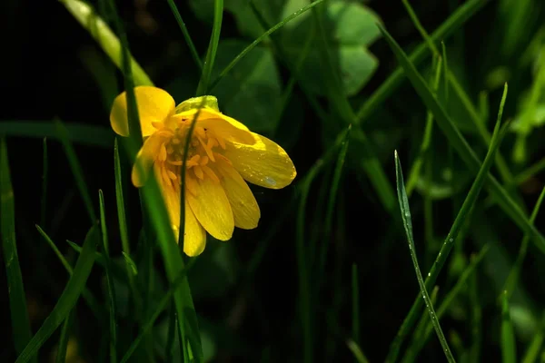 Hipérico. Flor de primavera . — Foto de Stock