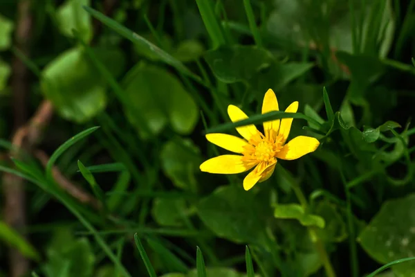 Pilewort. Flor de primavera . — Fotografia de Stock