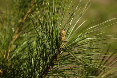 Çam. Genç dalları. 