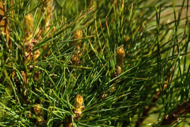 Çam. Genç dalları. 