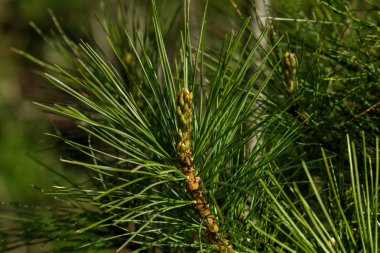 Çam. Genç dalları. 